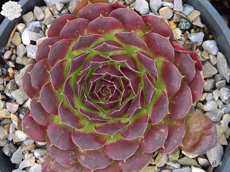 Korspelse Iteke / Jovi