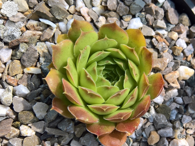 Korspelse Iteke / Jovi