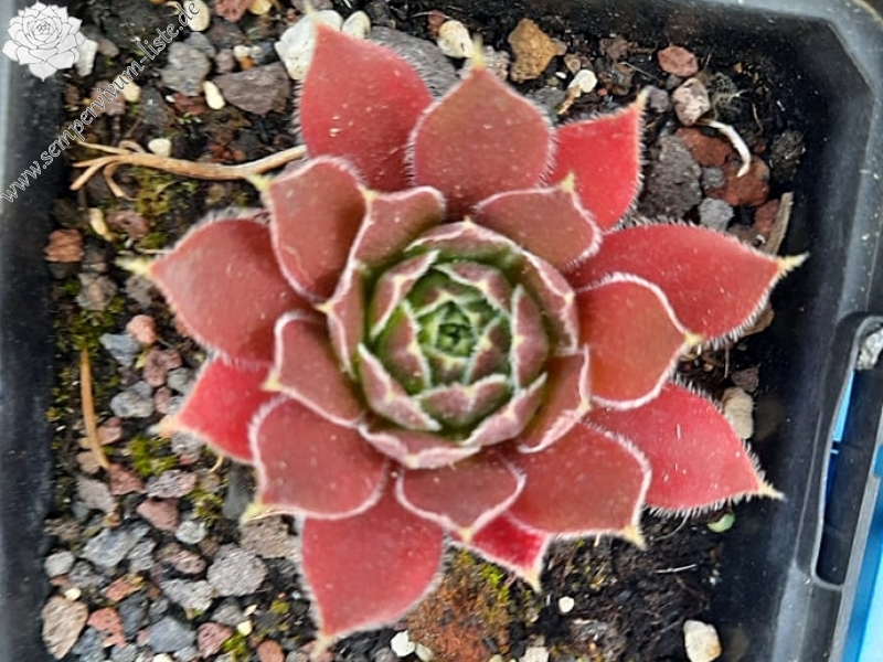 Korspelse Porphyre