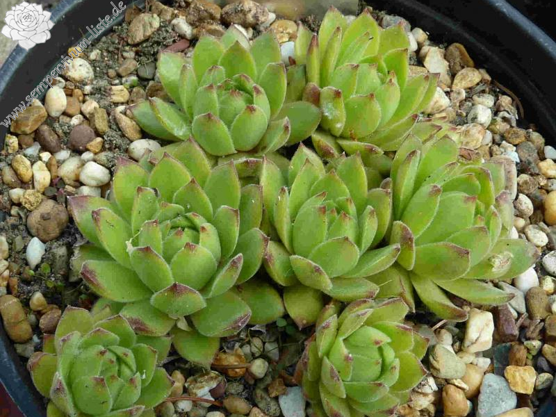 cantabricum from La Una