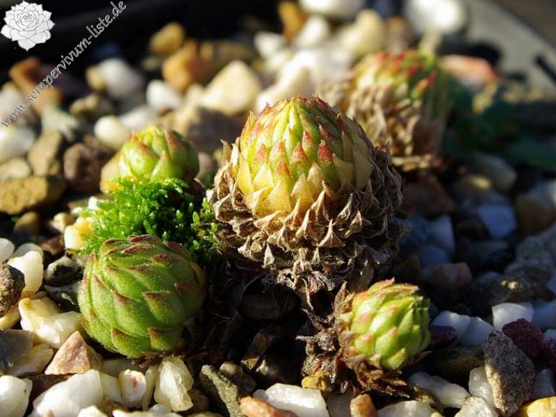 globiferum ssp. allionii from la Madone de Fenestre