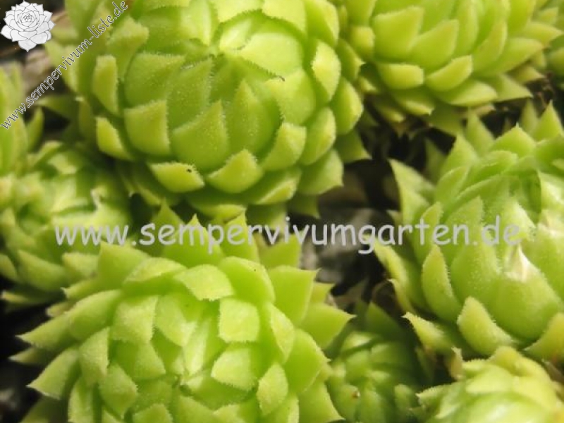 globiferum ssp. allionii from la Madone de Fenestre