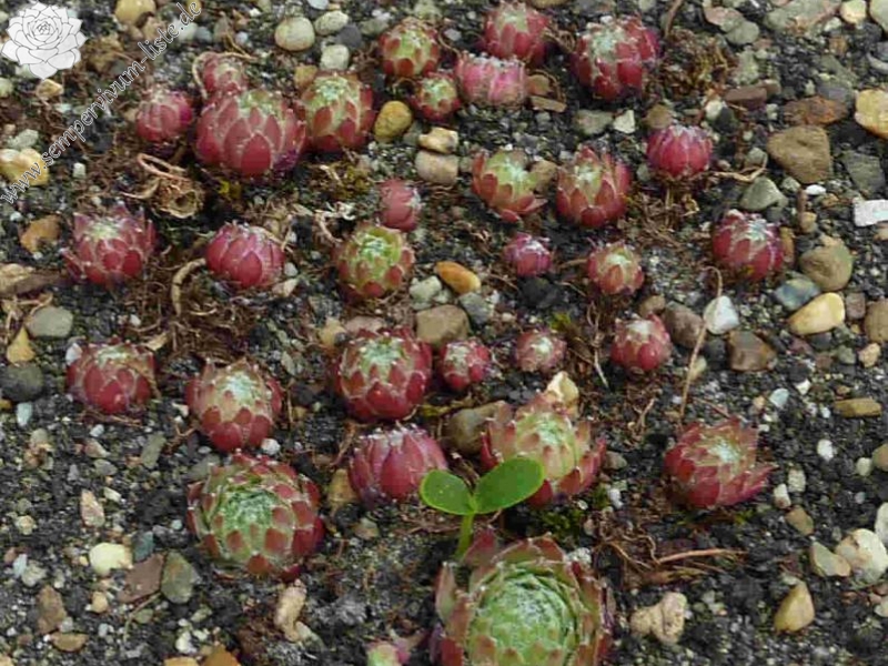 fauconnetii from Col de Larche
