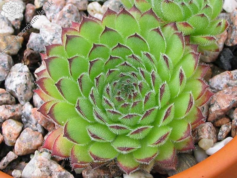 leucanthum from Koprivnik