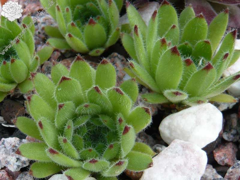 leucanthum (kindingeri)