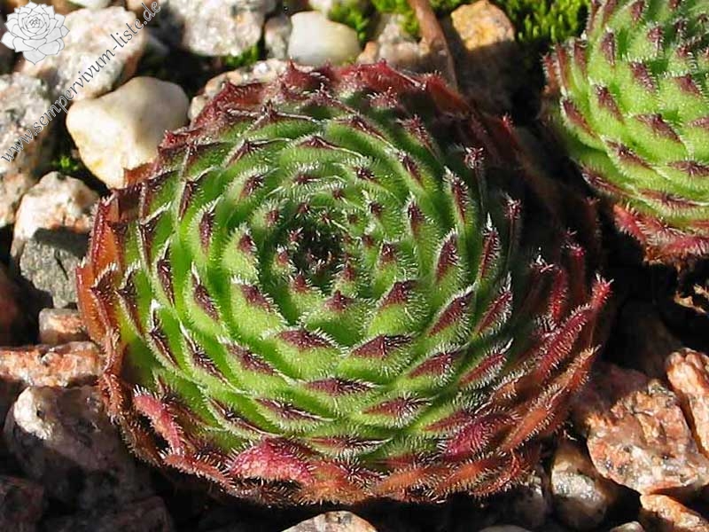 leucanthum from Koprivnik