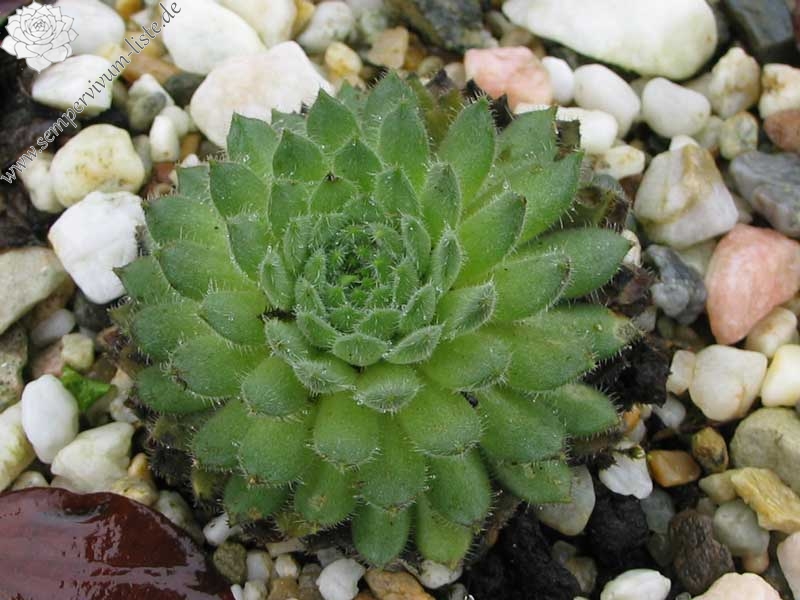 leucanthum from Pastra