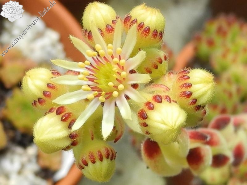 leucanthum from Pastra