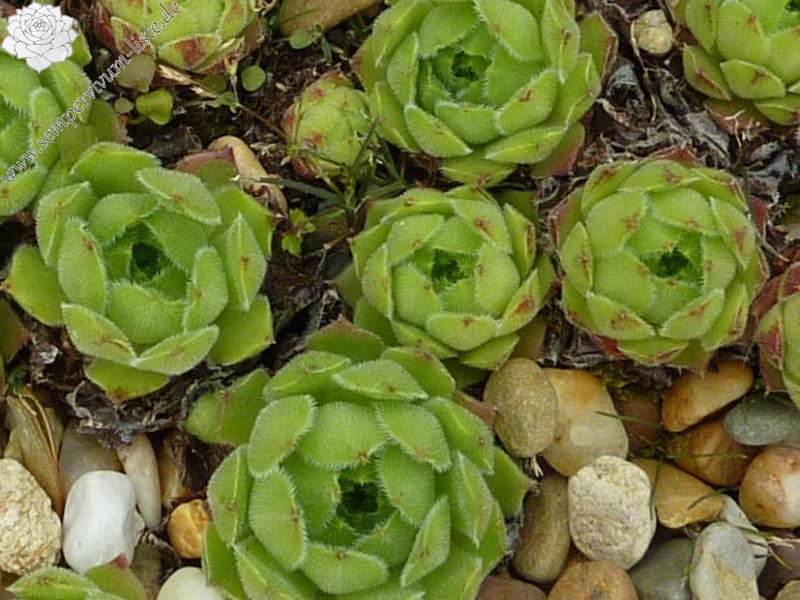 cantabricum from Peña Llesba