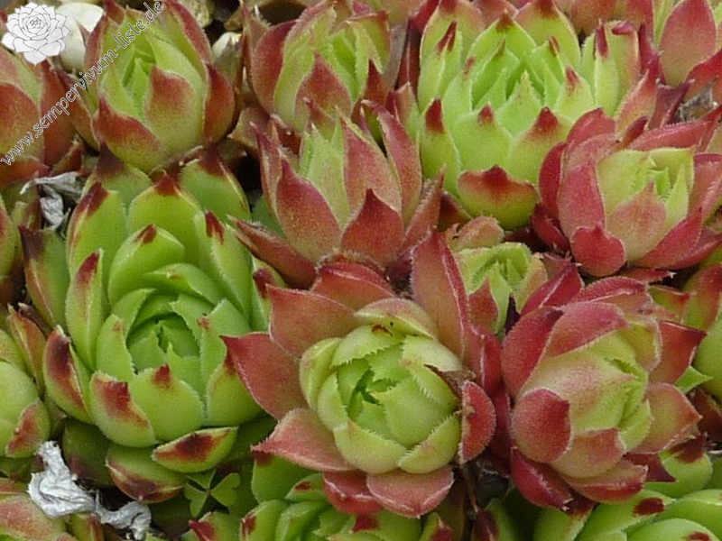 calcareum from Malaucène