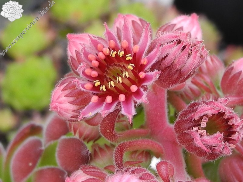 marmoreum (robustum)