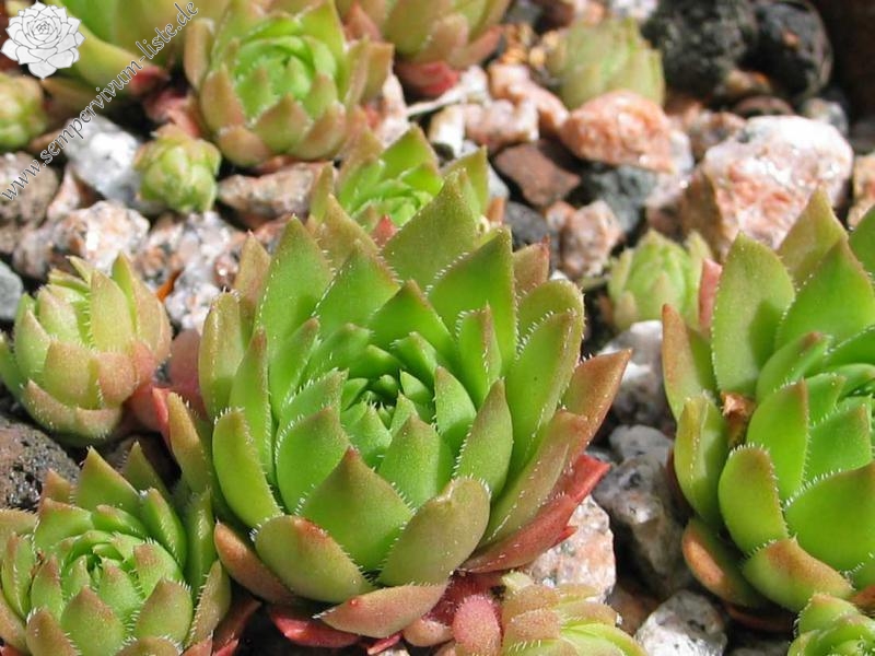 marmoreum ssp. ballsii