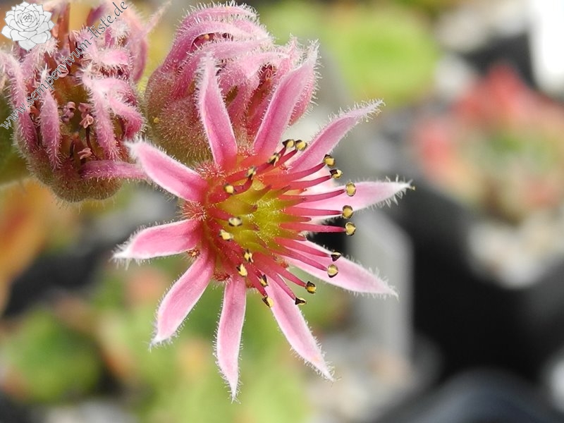 marmoreum (tokajense)