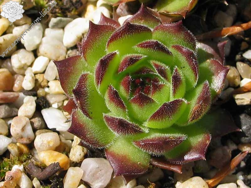 marmoreum (robustum)