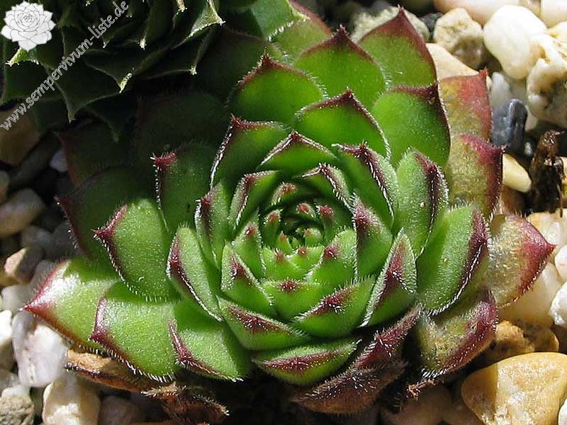 marmoreum (robustum)