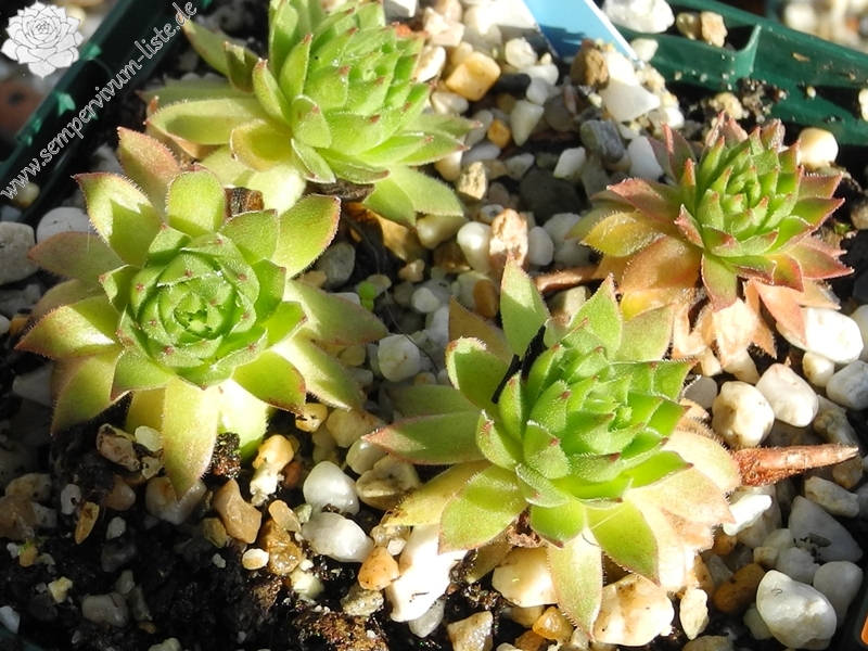 marmoreum from Brian i Bunsit