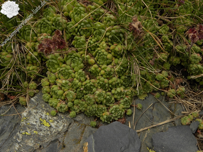 montanum ssp. montanum from Sattel Alans