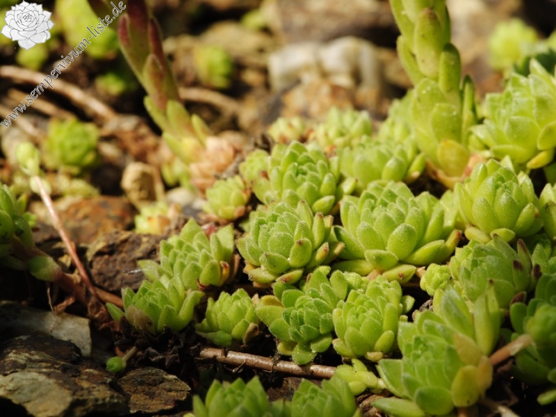 montanum ssp. montanum from Sattel Alans