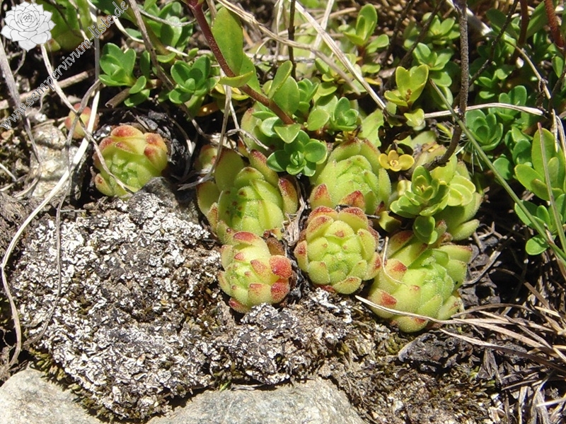 montanum ssp. montanum from Umbrailpass
