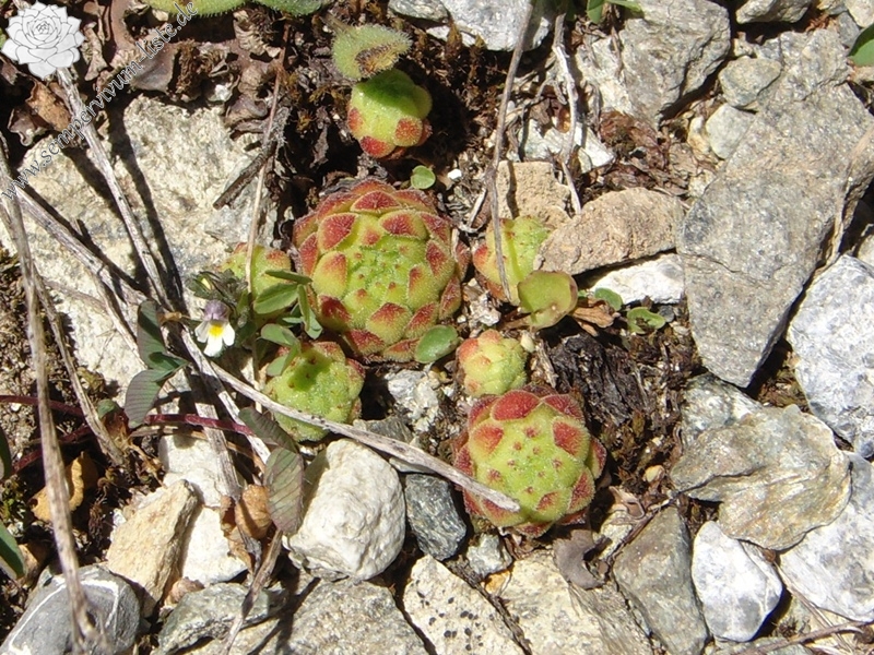 montanum ssp. montanum from Umbrailpass