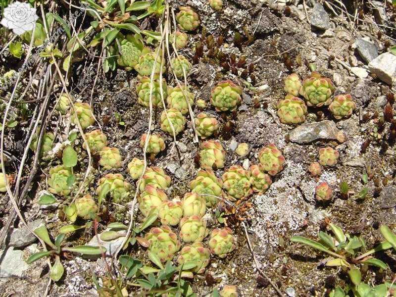 montanum ssp. montanum from Umbrailpass