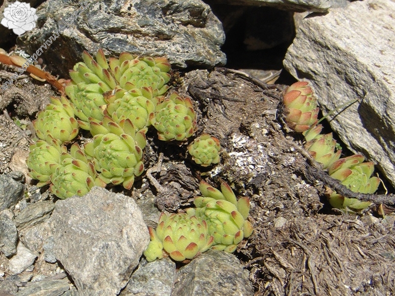 montanum ssp. montanum from Umbrailpass