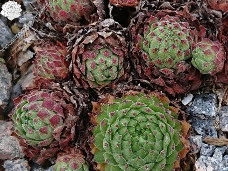 montanum ssp. stiriacum from Heiligenblut