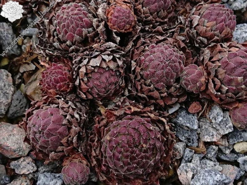 montanum ssp. stiriacum from Heiligenblut