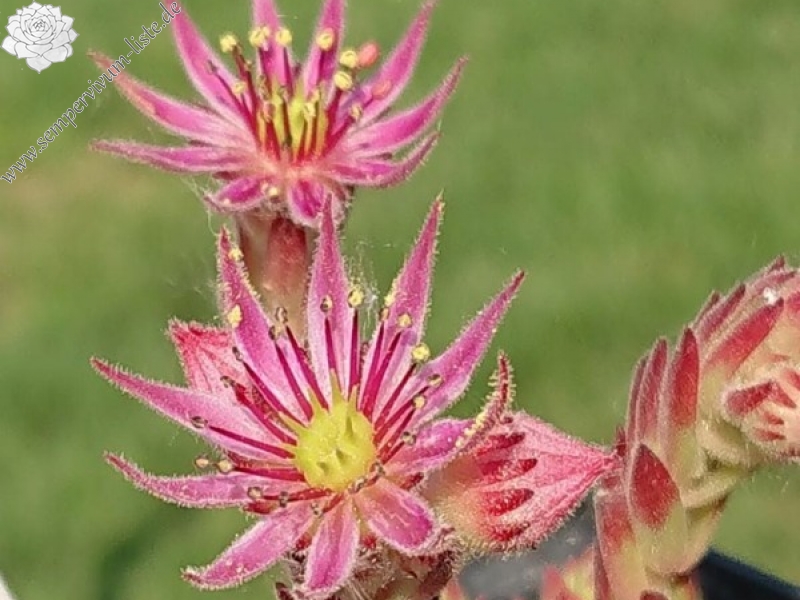 montanum ssp. stiriacum from Heiligenblut