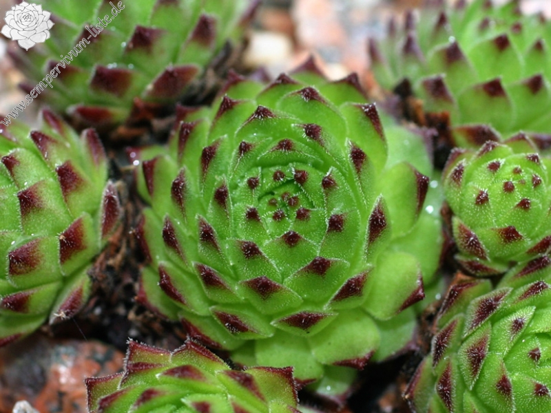 montanum ssp. stiriacum from Hörndlinger Graben