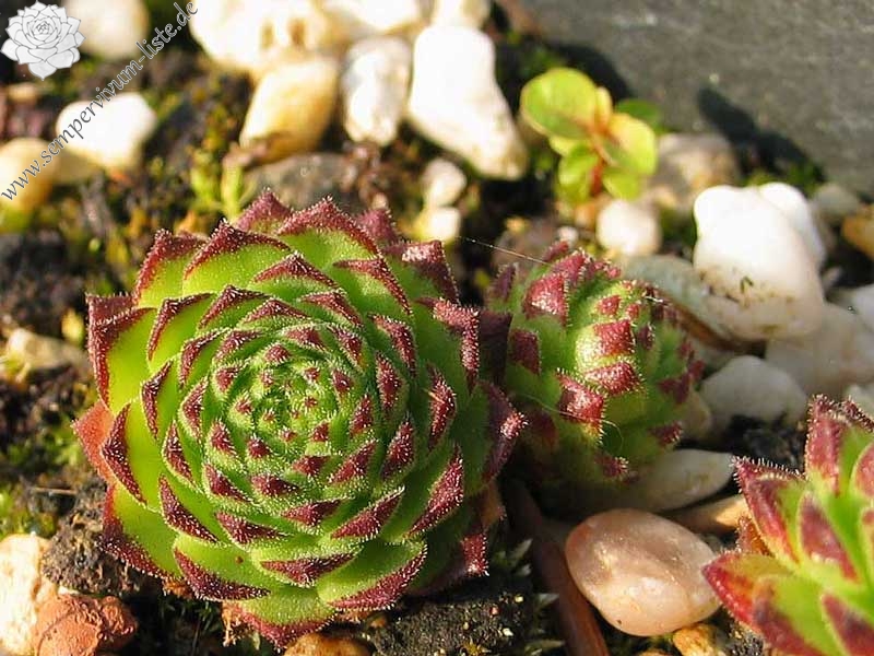 montanum ssp. stiriacum from Hörndlinger Graben