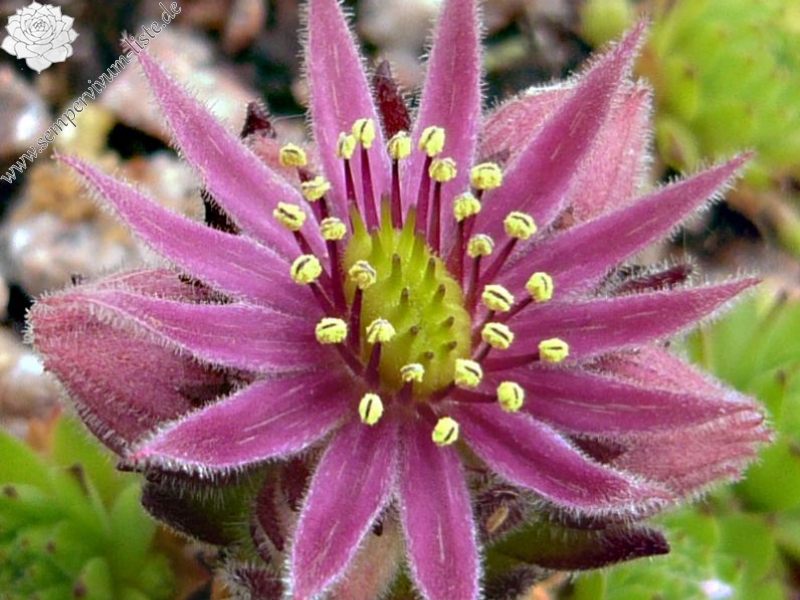 montanum ssp. stiriacum from Hörndlinger Graben