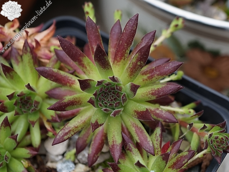 montanum ssp. stiriacum from Katschberg