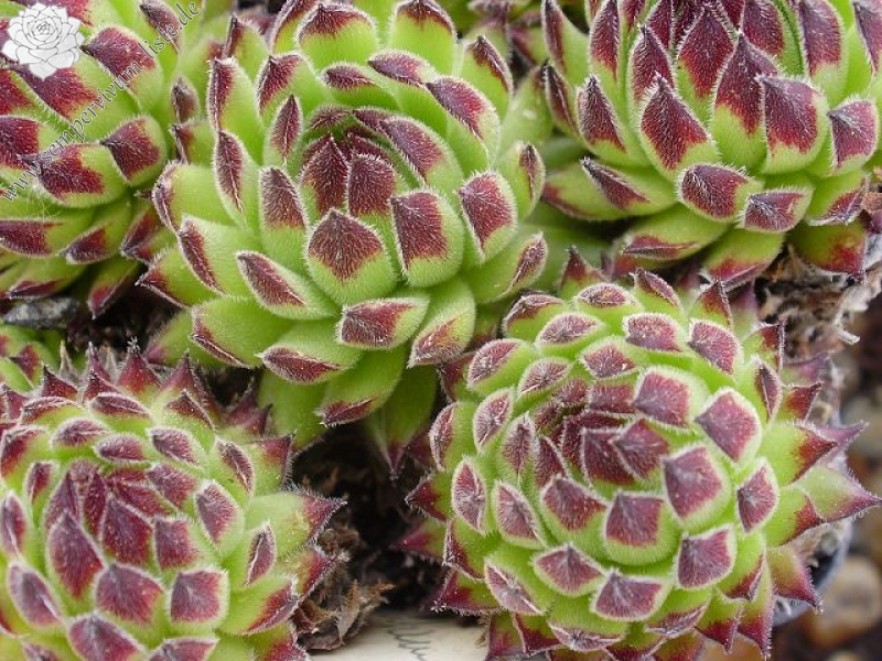 montanum ssp. stiriacum