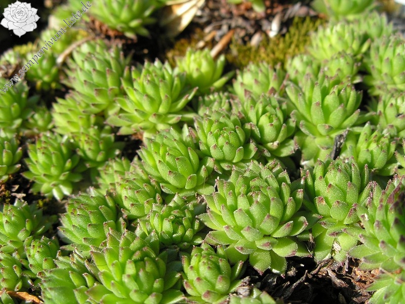 montanum ssp. stiriacum