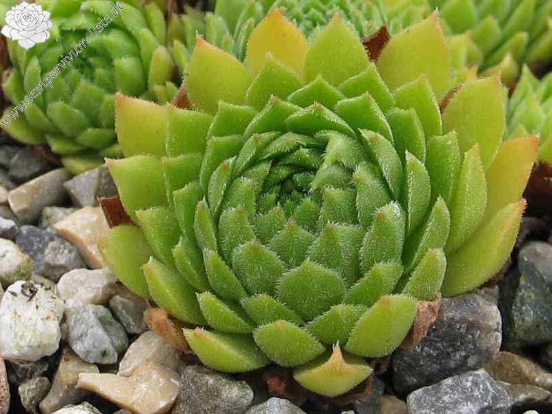 montanum x S. ossetiense