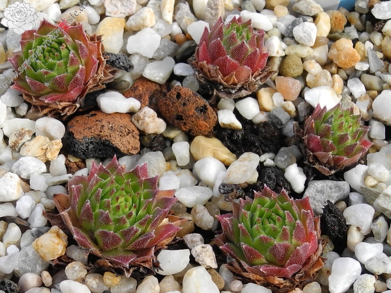 montanum x S. tectorum from Col du Tourmalet (unterhalb)