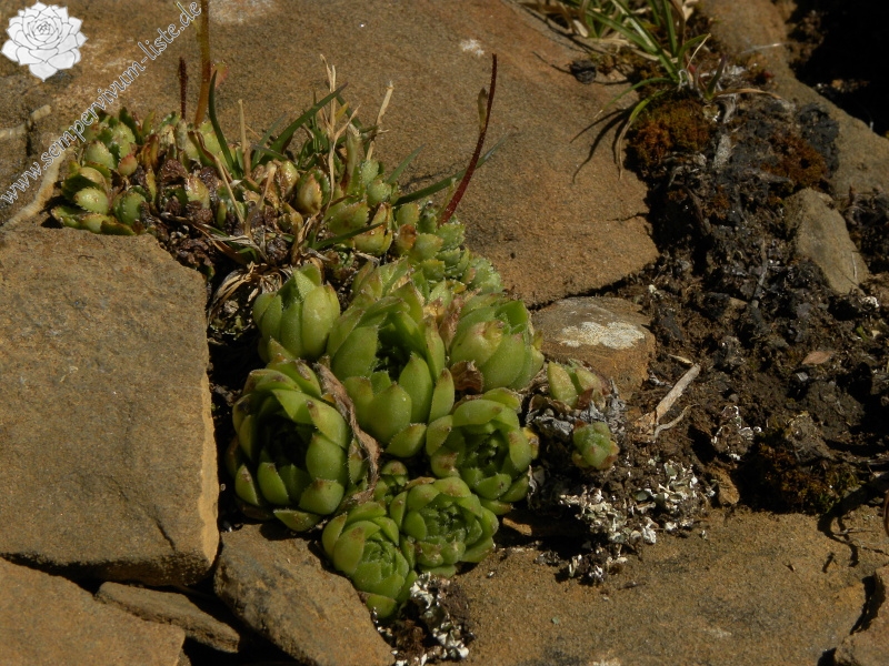montanum x S. tectorum from Punta Acuta Ost