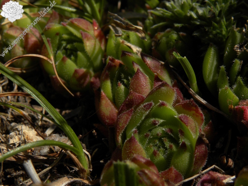 montanum x S. tectorum from Punta Acuta West