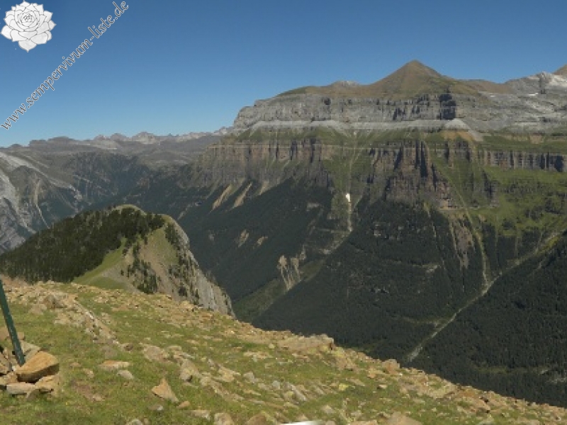 montanum x S. tectorum from Punta Acuta West