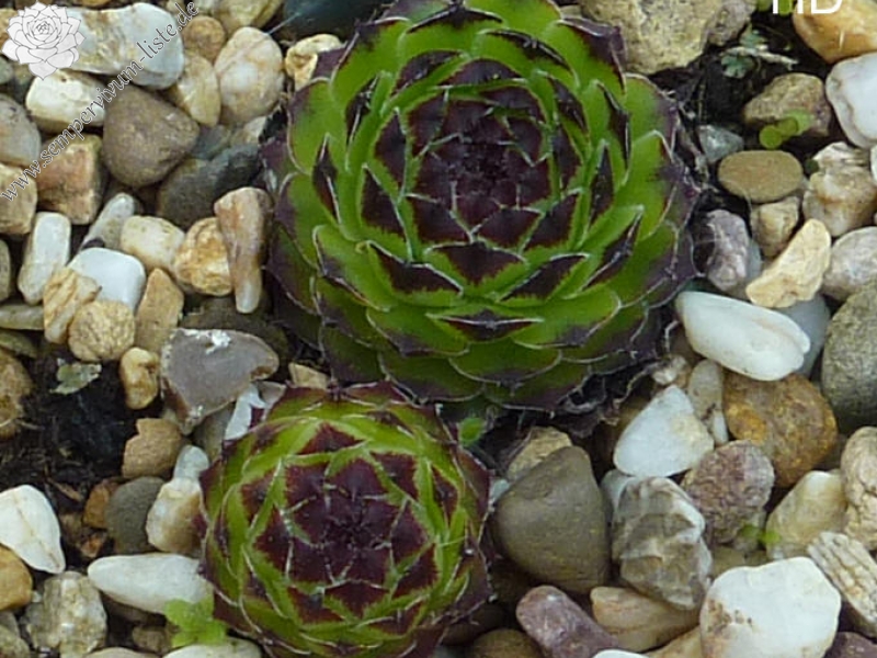 cantabricum ssp. guadarramense from Puerto de Navafria