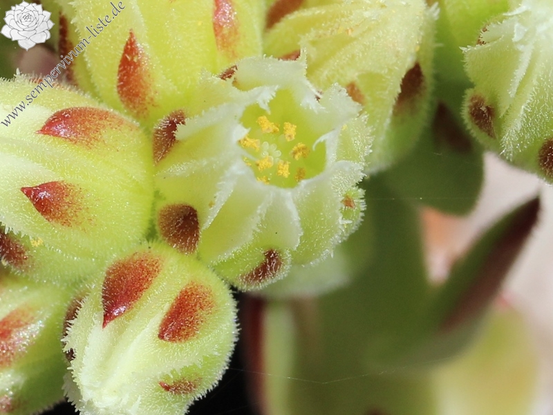 nixonii (xkwediana) x S. heuffelii