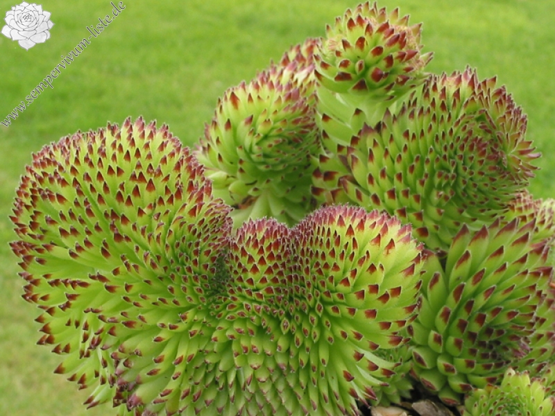 ciliosum ssp. octopodes (apetalum)