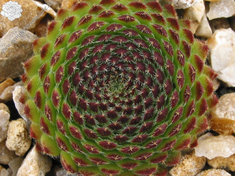 ciliosum ssp. octopodes (apetalum)