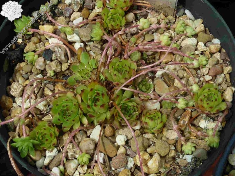 caucasicum from Ordzhonikidze