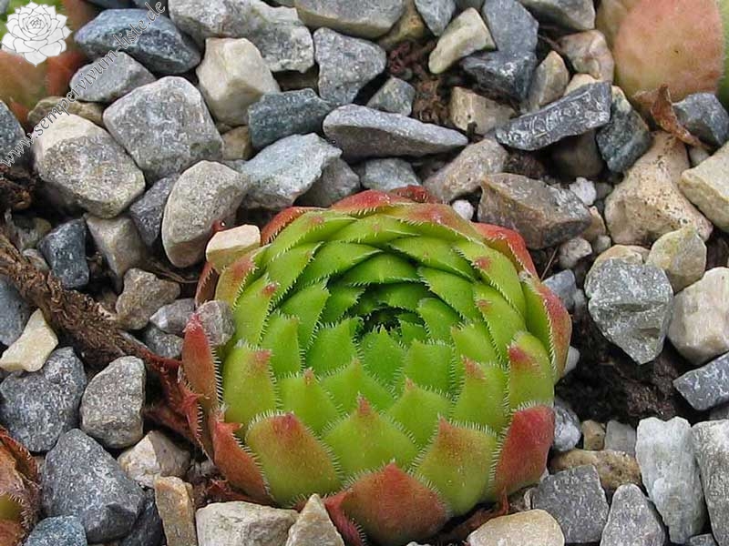 ossetiense from Bakuriani