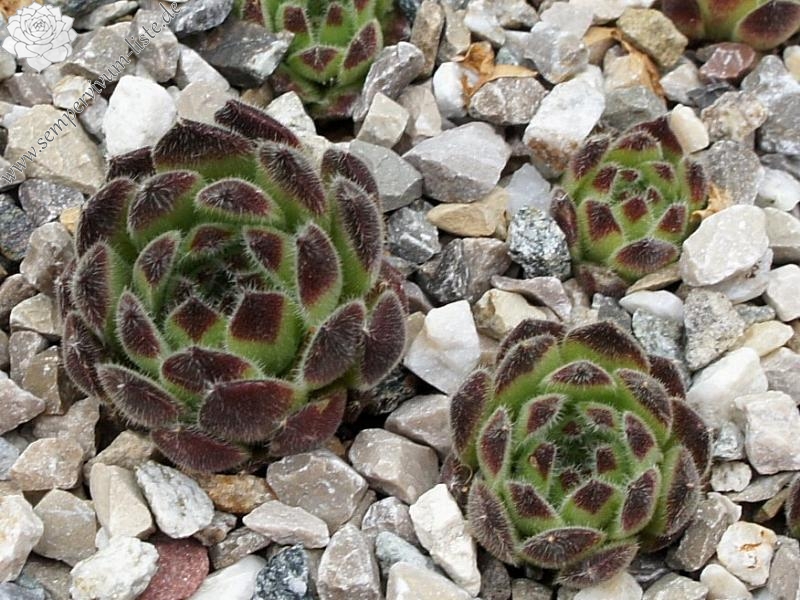 leucanthum from Pastra