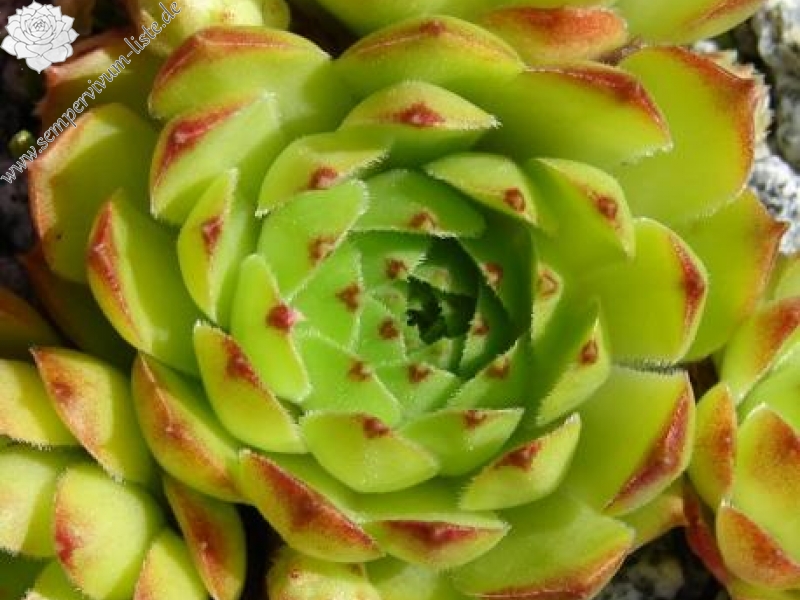 cantabricum ssp. urbionense from Berezales