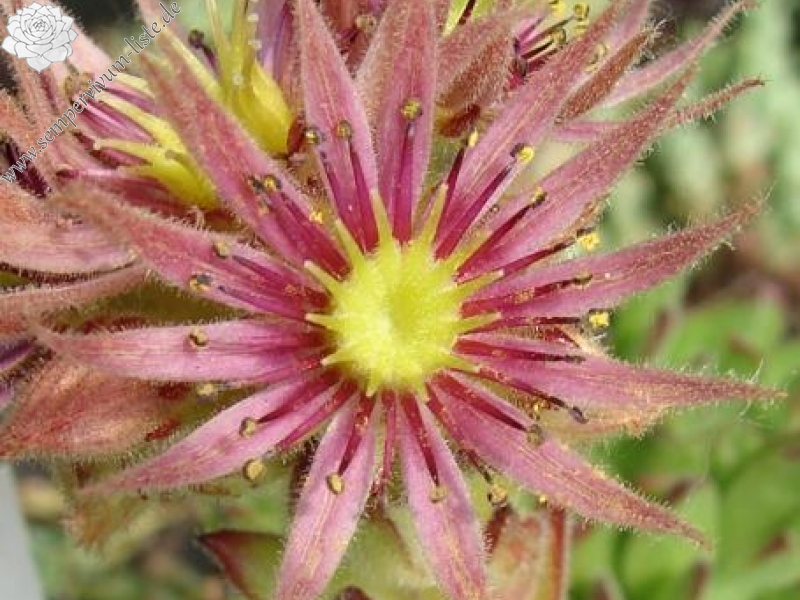 christii (cf.) from Valpelline