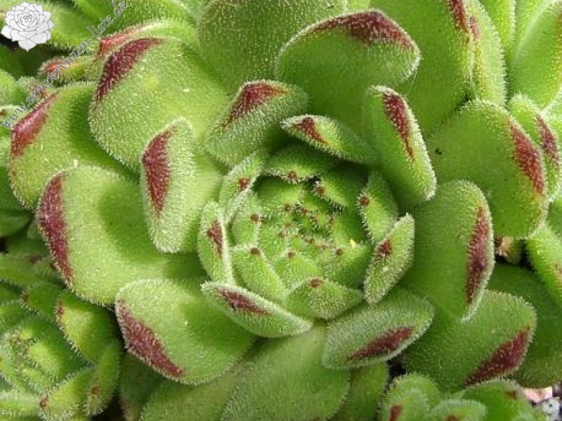 christii (cf.) from Valpelline